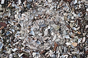 Pile of Blue Mussel shells