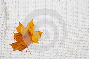 A pile of bright autumn leaves on a textile knitted background of plaid and sweater, an empty space for text