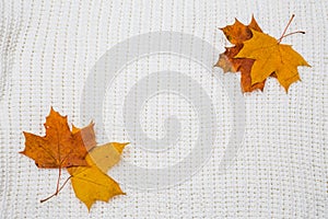 A pile of bright autumn leaves on a textile knitted background of plaid and sweater, an empty space for text