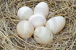 A pile of brown eggs in a nest