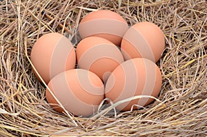 A pile of brown eggs in a nest