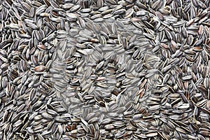 Pile of brown sunflower seeds texture for background