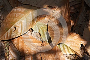 A pile of brown and yellow leaves lying on the ground in Tulungagung, East Java, Indonesia