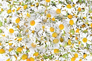 Pile of camomille