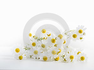 Pile of camomille on white background