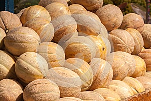 Pile of Cantaloupe melon (Cucumis melo) photo