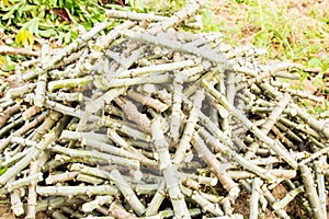 Pile of cassava trunk cutting