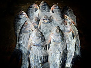 Pile of catla carp fish arranged in Indian fish bazar HD