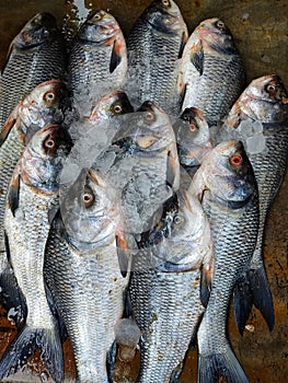 Pile of catla carp fish arranged in Indian fish bazar HD