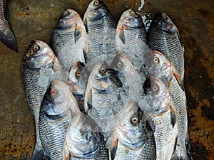 Pile of catla carp fish arranged in Indian fish bazar HD