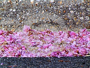 Pile of Cherry Blossom Petals On The Road