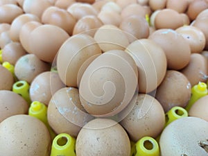Pile of chicken egg.