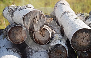 Pile of chopped birch firewood
