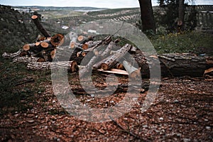 A pile of chopped logs and firewood in a forest over mountains background. Still life. Lumber and timber industry.