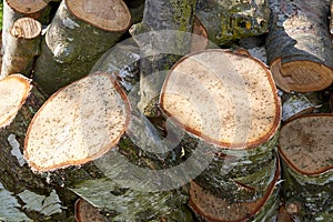 A pile of chopped tree logs outdoors on a summer day in a forest. Closeup of brown wooden texture background of sawn