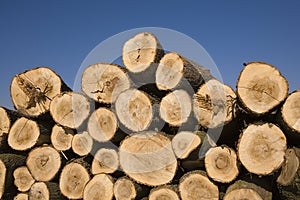 Pile of chopped wooden logs