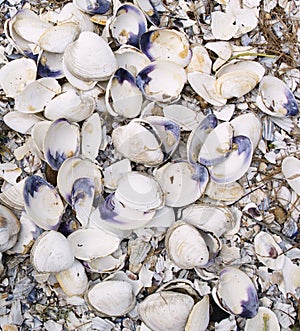 Pile of shells in Wellfleet Massachusetts on Cape Cod.