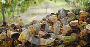 Pile of cocoa pod husks a waste by-product of the cocoa industry obtained after the removal of the cocoa beans from the fruit on