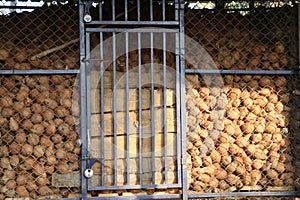 Pile of coconut locked in a room ready for export or selling. Traditional way of storing coconuts after harvesting