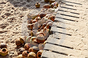 A pile of coconut shells on the beach