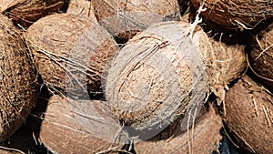 A pile of coconuts in the food market. Macro photo of tropical fruit coconut. Texture hairy nuts coconut fruit. Coconuts in the photo