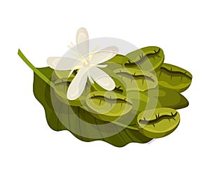 Pile of Coffea Plant Beans with Blooming Flower and Green Leaf Vector Illustration