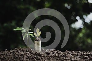 Pile of coins is placed on the soil and a plant grows on it