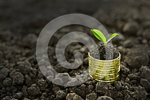 Pile of coins with plant on top