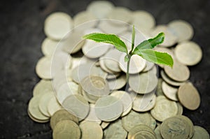 Pile of coins with plant on top for business, Money growth Saving money. Upper tree coins to shown concept of growing business