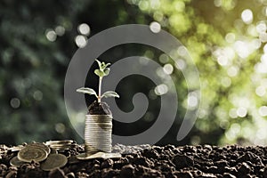 A pile of coins with plants growing on top, placed on the ground in nature background