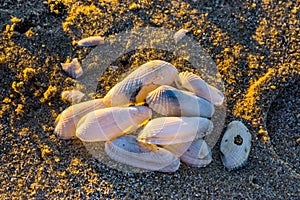 Pile of collected white seashells laying in the sand, tropical beach background