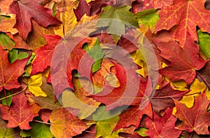 Colorato autunno declino foglie 
