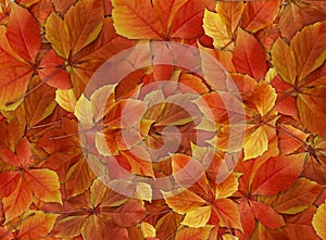 Pile of colorful fall leaves background