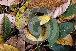 Pile of colorful fallen leaves close up. Background texture