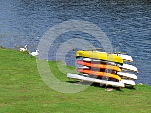 Pile of Colorful Kayaks and Swan Family on River Bank