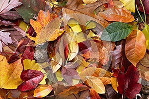 Pile of Colorful Leaves from a Top Down Perspective