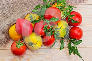 Pile of the colorful tomatoes with twigs and leaves