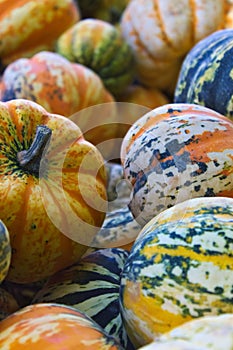 A pile of colourful pumpkins