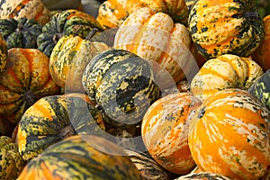 A pile of colourful pumpkins