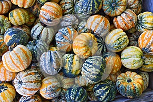 A pile of colourful pumpkins