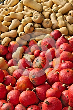 A pile of colourful pumpkins