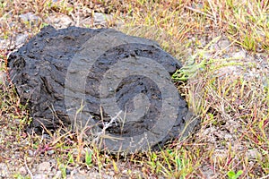 Pile Of Cow Dung In A Field