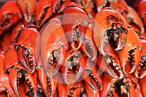 Pile of craw crabs photo
