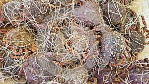 Pile of cribs and spider crabs for sale in fish seafood market