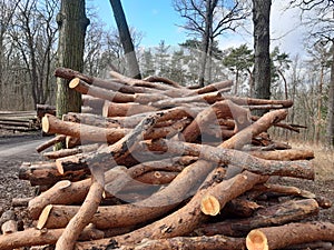 pile of crooked pine wood logs from logging a lot of crooked woods apparently on heating Pinus silvestris photo