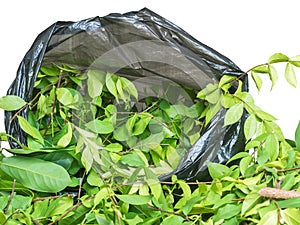 A pile of cut branch,Wrightia religiosa Apocynaceae and climbing ylang-ylang,in garbage bage