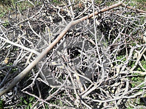 Pile of cut branches in Italy