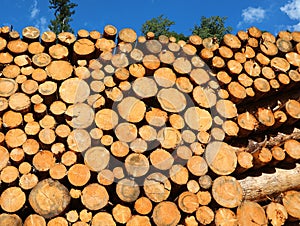 pile of cut logs amassed in the open-air sawmill