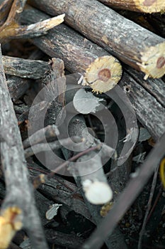 Pile of cut logs ready for fire photo