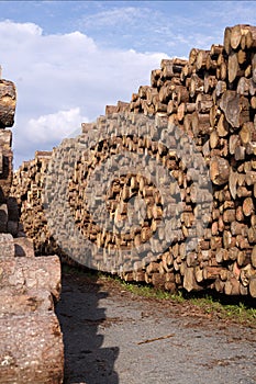 Pile of cut timber